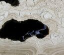 Polished Stromatolite (Collumnacollenia) - Russia #41853-1